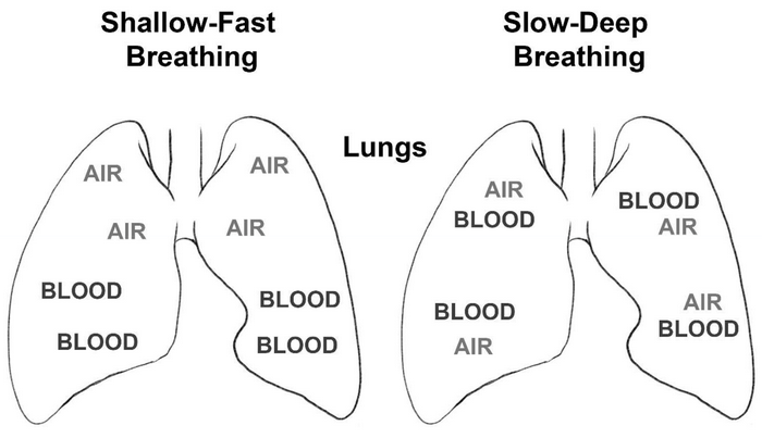 photo des poumons avec air et sang
